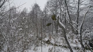 Ловля и содержание певчих птиц. Первая серия.