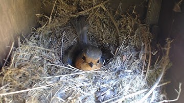 Nest Box Diary 2020 - Robin Nest Camera 1 (Saturday 30 May 2020, 14:49:57)