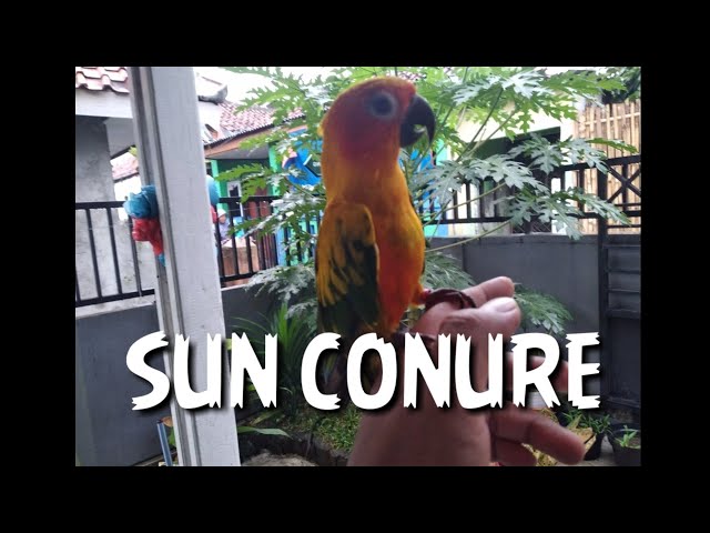 suara burung sun conure class=