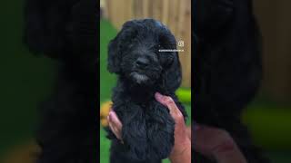 “Blossom” the goldendoodle puppy #goldendoodlepuppy