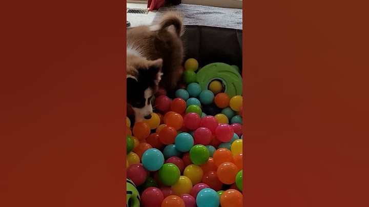 So many balls 🐾❤️🐾