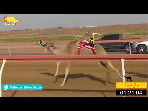 الشوط 13 الشاهنية ل عيسى سعيد الظاهري شارة الصندوق السبت 2018 1 27 بوسمرة فطامين 1 5 كم
