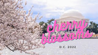 CHERRY BLOSSOM FESTIVAL D.C. 2022 | CHERRY BLOSSOMS PEAK 2022| WASHINGTON D.C. CHERRY BLOSSOMS 2022