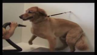 Cleanpets Happy Hoodie Voor Honden En Katten