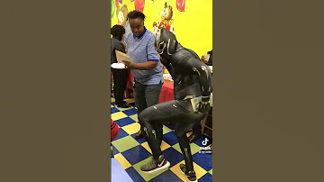 TIKTOK DANCING BLACK PANTHER GONE WRONG 😂🤣😂 BLACK ALLEY CAT!!