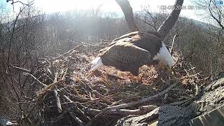 Hanover Pa Live Streaming Bald Eagle Nest Webcam Hdontap Com Mozilla Firefox 2024 02 08 09 10 4