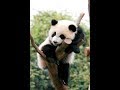 【シャンシャン可愛い動画まとめ】飼育員さんにのせられちゃった💕 The zookeeper tricked baby panda well