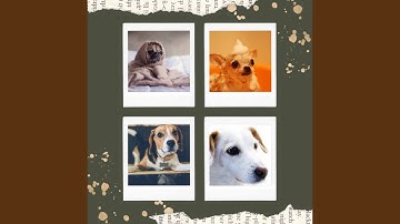 Pulsating Moods for Happiest Dogs