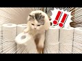 子猫とトイレットペーパーチャレンジやったらおもしろすぎた【猫チャレンジ】