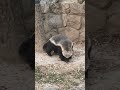 Africa's Toughest Animal? 🦡#HoneyBadger #WildlifeFacts #WildEarthStories #Nature #Africa #Wildlife.