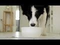 Doggy eating food | jillunu kathu janala sathu |