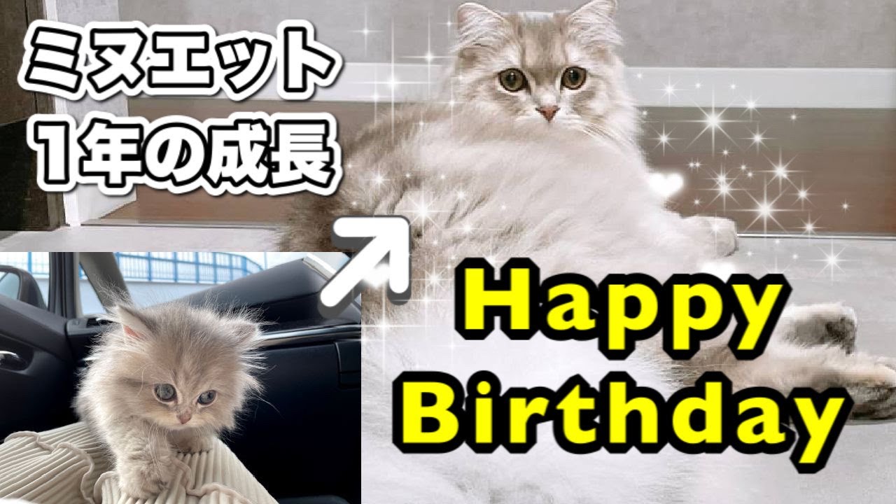 【祝1歳誕生日】ミヌエット１年で大きくなりすぎ！！