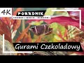 Gurami czekoladowy  kompletny poradnik 4k