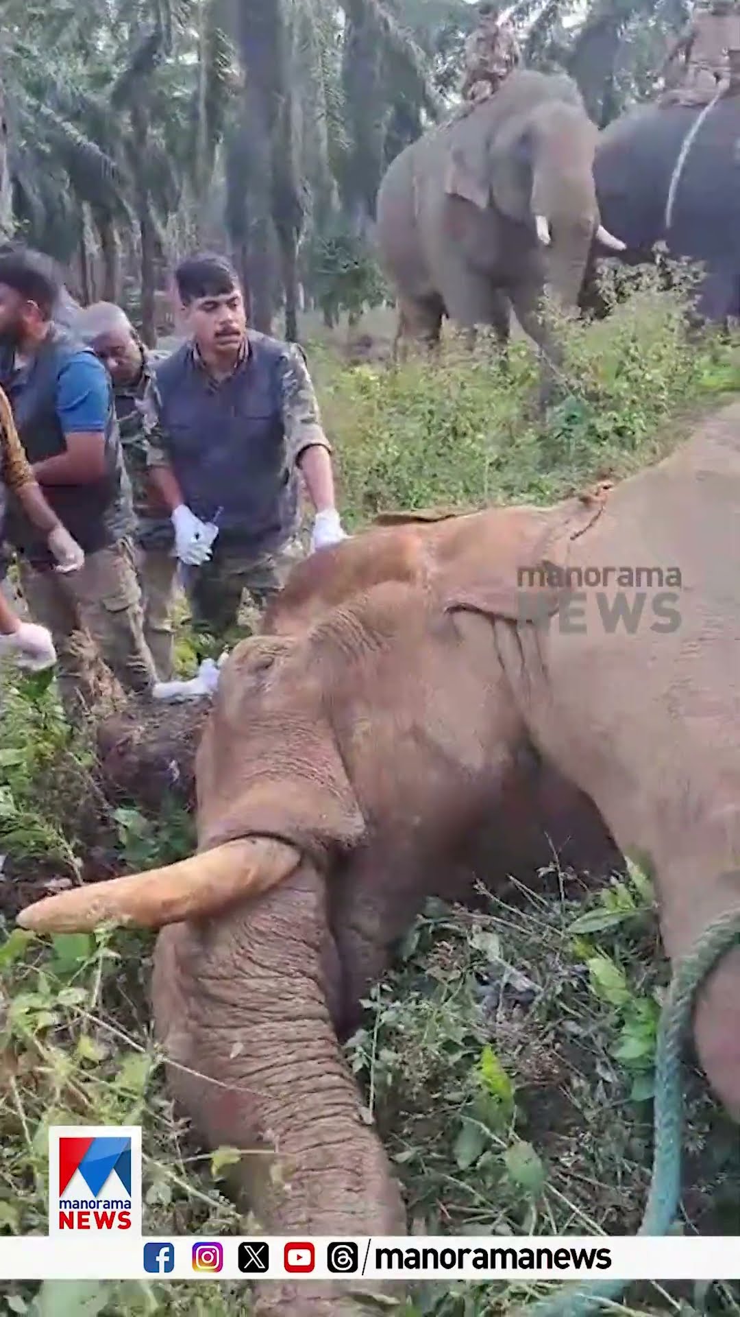 അതിരപ്പിള്ളിയിൽ മയക്കുവെടിയേറ്റ ആന  നിലത്തുവീണപ്പോള്‍ #wildelephant #athirappilly