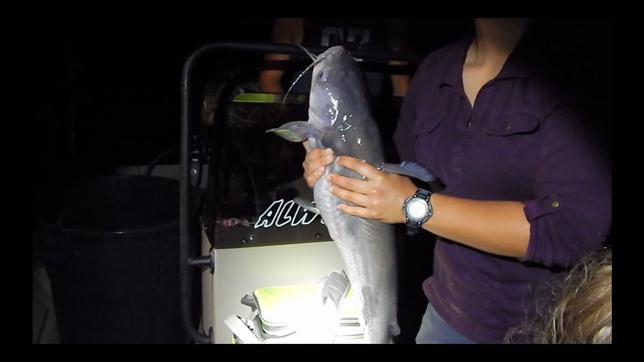 CATFISHING {using noodles to jug for catfish} YouTube