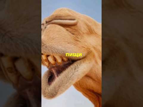 Верблюды и их особенности #верблюды #природа #animals #animalfacts #животные