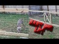 How to Make a Wooden Dog Lot