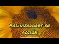 Polinizadores