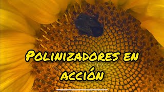 Polinizadores by VETERINARIO POR EL MUNDO 219 views 2 years ago 2 minutes, 5 seconds