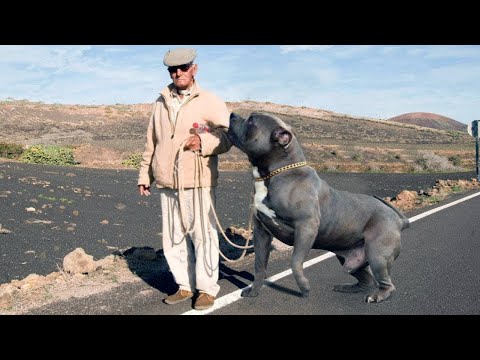 Video: Alla ricerca di un cane da appartamento? Queste 8 razze amano la città