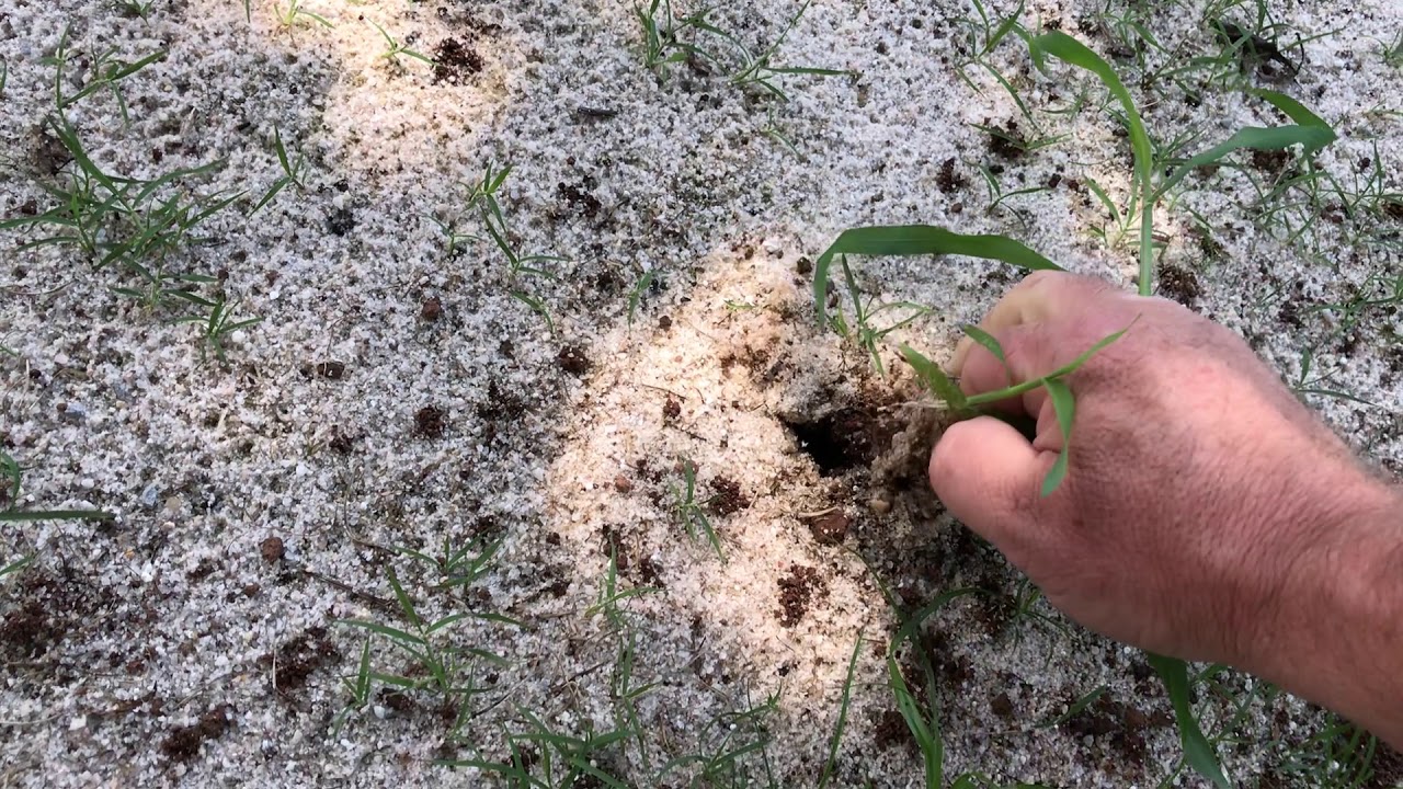 Zoysia Grass Seed Video 2