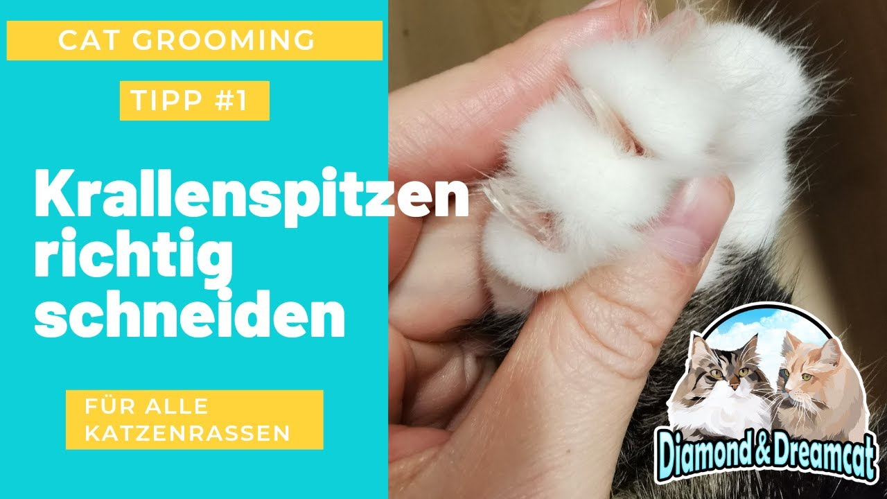 Katzenkrallen schneiden