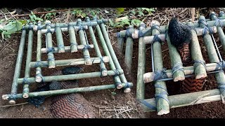 create amazing bamboo trap to catch bird in the garden