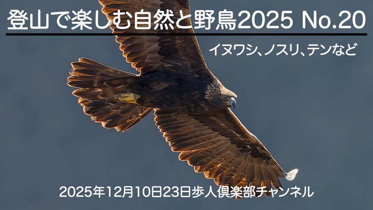 登山で楽しむ自然と動物・野鳥2025　No 20　2025年12月23日 野鳥撮影　イヌワシの求愛ディスプレイ　ノスリ　アオゲラ　イカル　トレイルカメラ　てん、タヌキ、イノシシなど