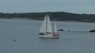 colvic victor Sailing With Dolphins In Penzance 2016