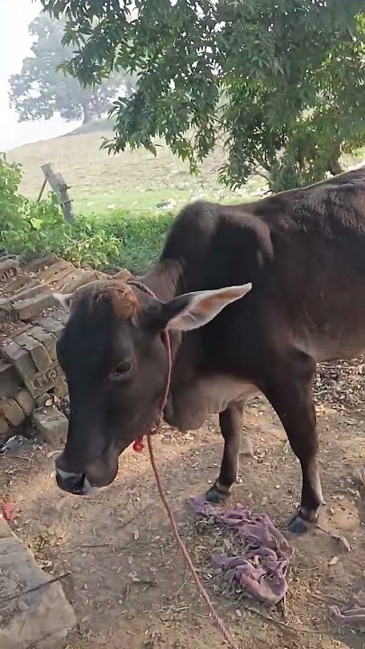 #motivation #facts #janemerijanemanbachpankapyarmerabhulnahijanare #motivational #jiskeaanesemukamma