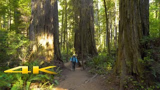 Redwood National Park The Boy Scout Tree Trail 4K