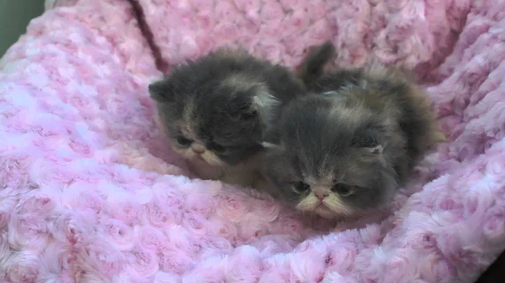 Watch the video about Disaronno-persians.com, Cute Dilute calico and blue patch tabby and white