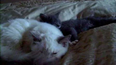 Video 3902611: british blue kitten, female british