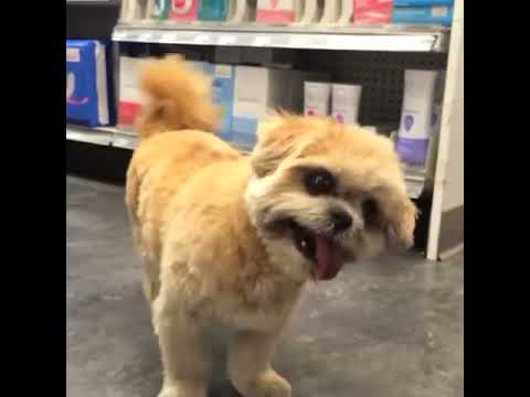 Vine Marnie The Dog Running Errands