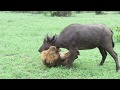 Extremely rare fearless male lion attacks buffalo herd alone