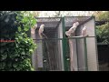 Moluccan Cockatoo in Breeding setup