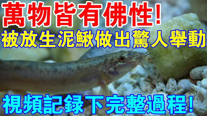 是真的！萬物皆有佛性！被放生泥鰍做出驚人舉動！視頻紀錄下完整過程 - 天天要聞