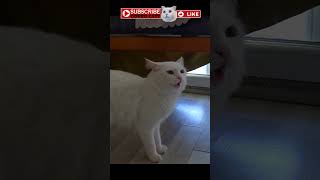 Funny cat meowing like singing #catmeowing