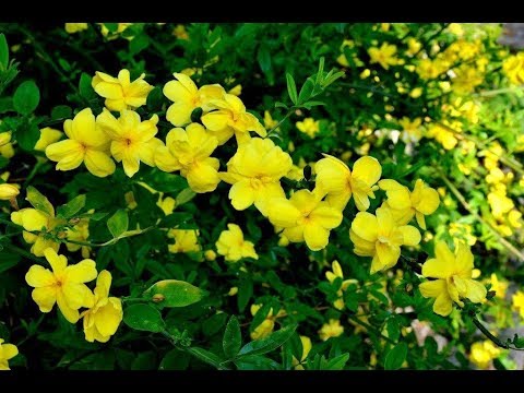 JASMIM AMARELO PENDENTE -flor linda muito perfumada - thptnganamst.edu.vn