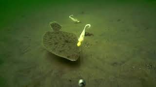 Underwater Flounder/Fluke Fishing Behavior! screenshot 3