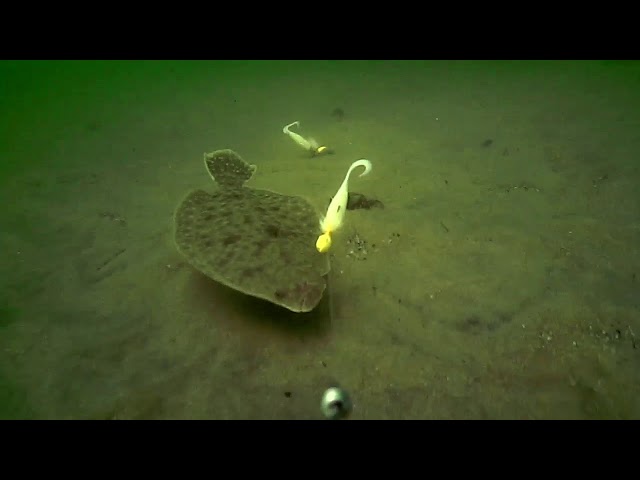 Underwater Flounder/Fluke Fishing Behavior! class=