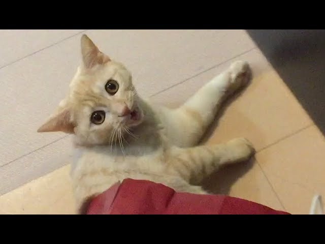 袋から抜け出せなくなってしまった猫