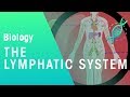 The lymphatic system | Health | Biology | FuseSchool