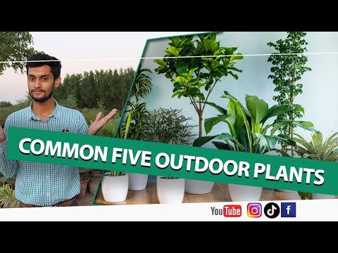 Ccommon five outdoor plants