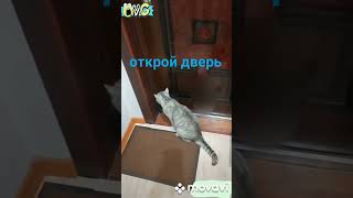 #catlover #cat #catsofinstagram #catsoftiktok #catvideos #shortvideo #shorts #short #catshorts #baku