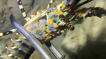 Diving under the sea to catch eels, crabs and sea cucumbers | Part 115