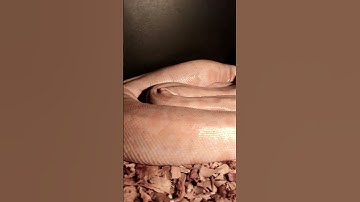 BURMESE Python care #filmora #reptiles #burmesepythons #snake