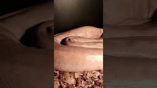 BURMESE Python care #filmora #reptiles #burmesepythons #snake