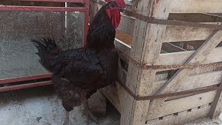 gallo padrillo franses de 6 kg