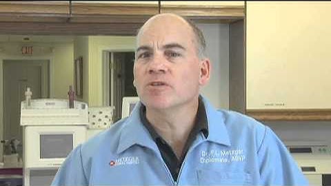 Veterinary Blood Testing